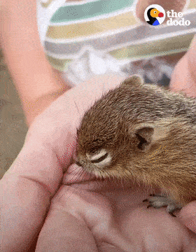 大狗纽芬兰意外收养了一只小花栗鼠可结局却让人泪目