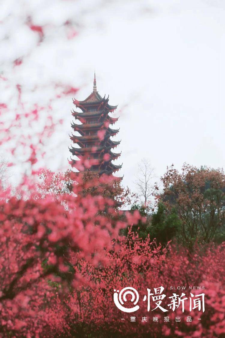 2月到4月，两江新区八大公园群邀你来赏花
