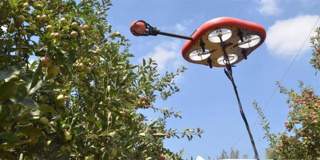 疫情|疫情致大批水果因没人摘而烂在果园，以色列公司用AI无人机全自动采摘
