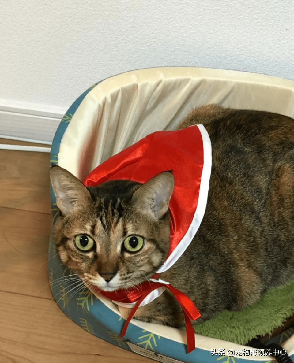 拽脸主子歪嘴坏笑挑衅猫奴:还不是要给我铲屎?