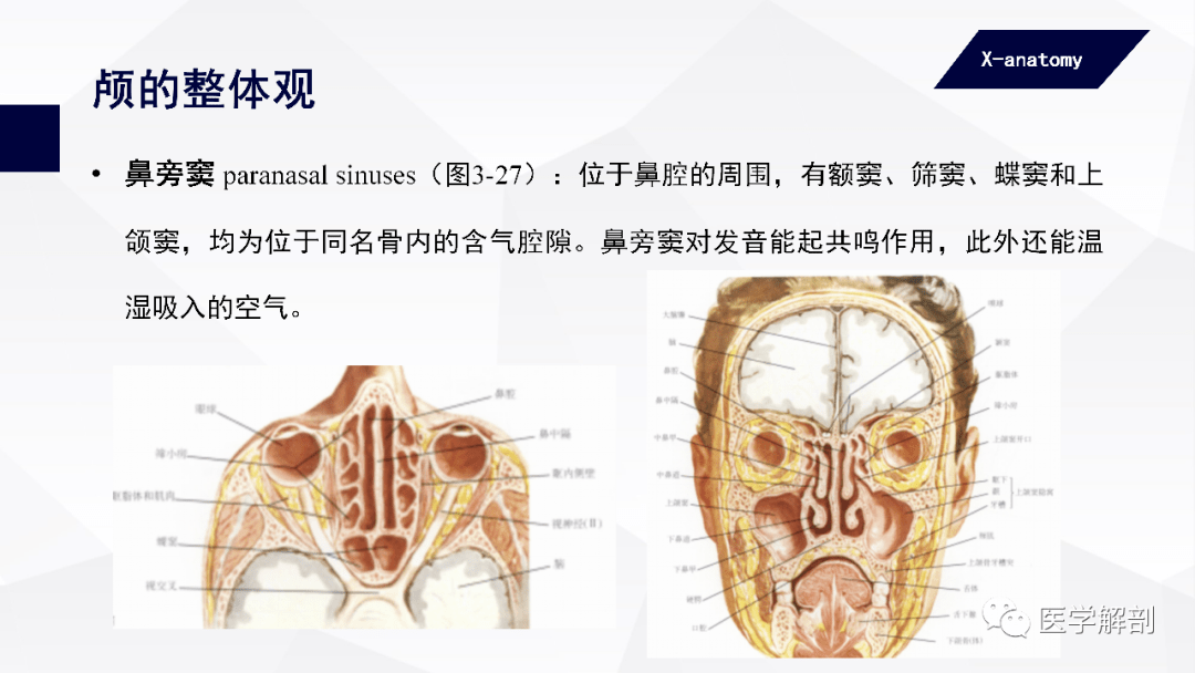 人體解剖學中軸骨及其連結顱骨二