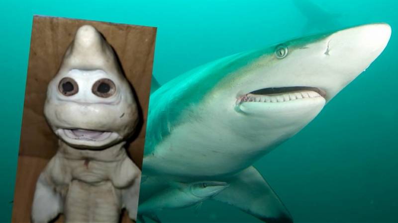 无头鲨鱼 变异图片