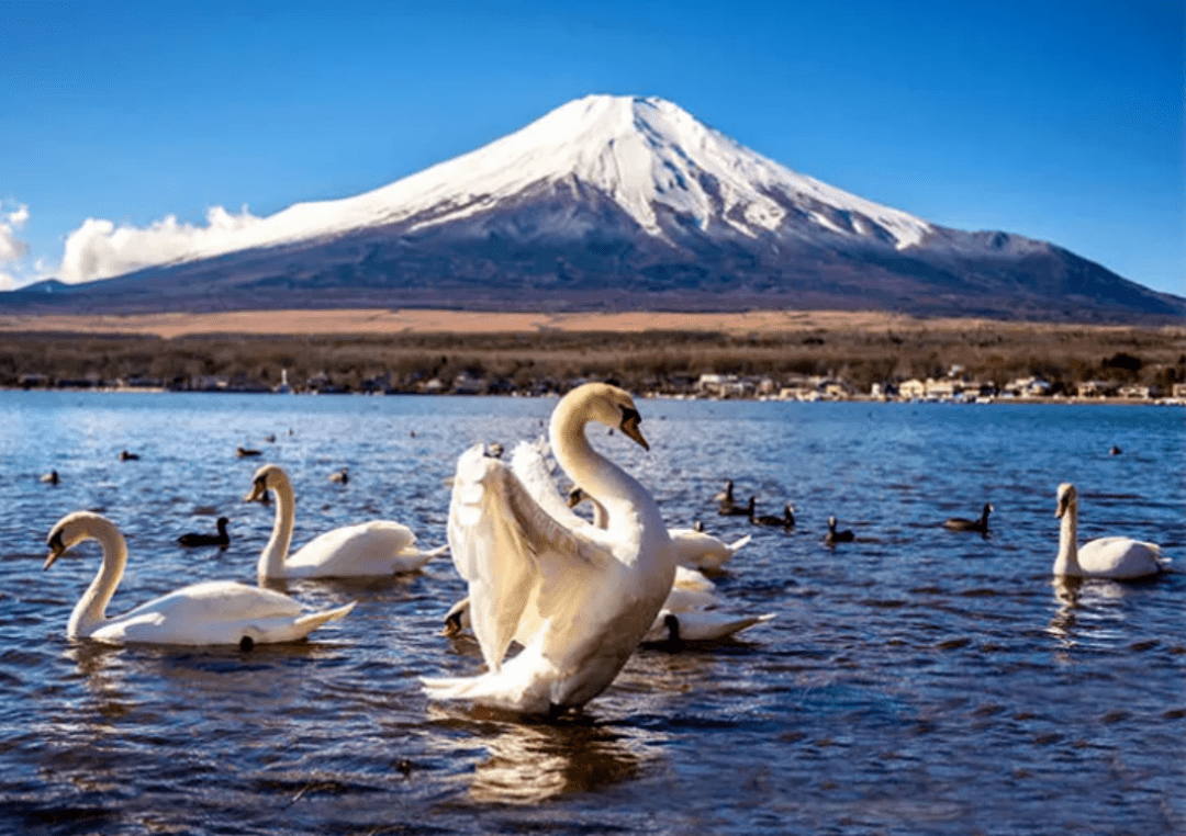 日本新宿天鹅图片
