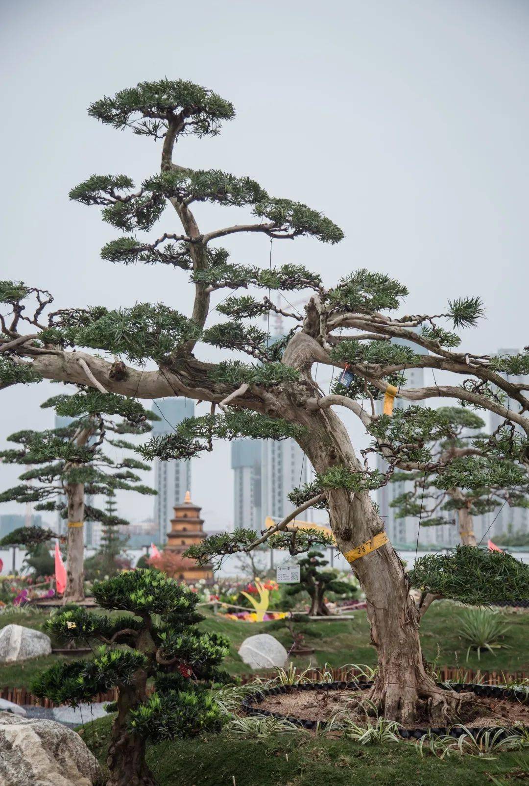 水,松,石布置于方寸之间,将象征长寿,永恒的进口罗汉松与景观石相结合