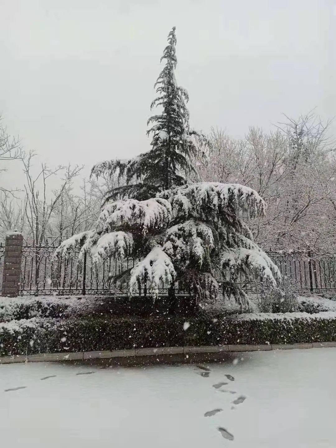 下雪的快樂了可愛的小夥伴們都在高調