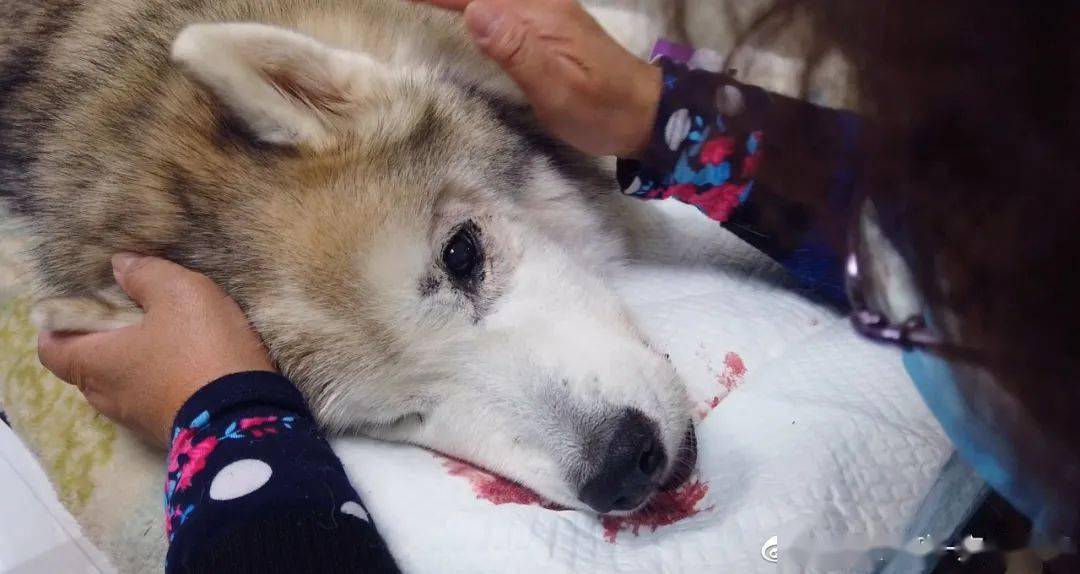 而在第一集里,哈士奇"小优"的故事是最令人心痛惋惜的.