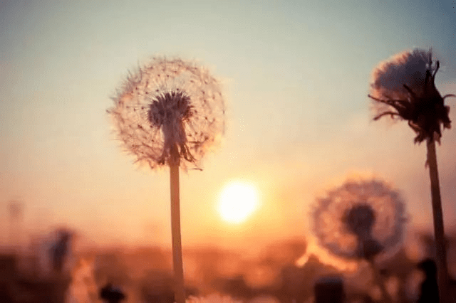 99f32478d6104447862ceabca618731e.png