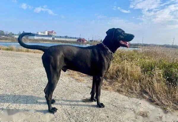 高山犬黑马式迎接邮差惊呼喔喔喔喔她喊不要动