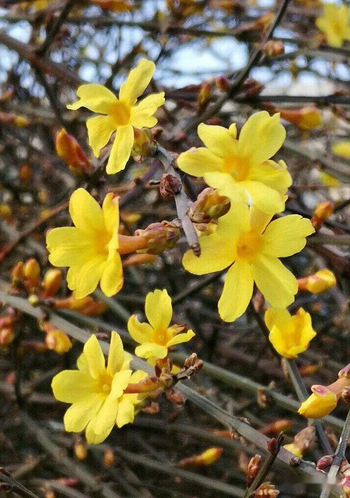 迎春花開早_白居易