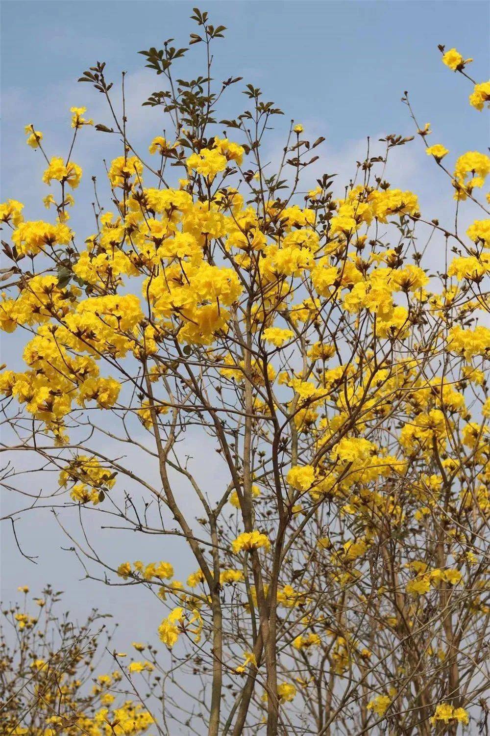 金灿灿一片罗定围底镇的黄金风铃花花海又来啦
