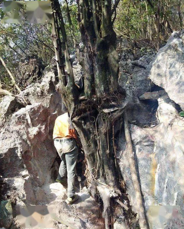 自然情况下,好看的树桩大多生长在石缝里.