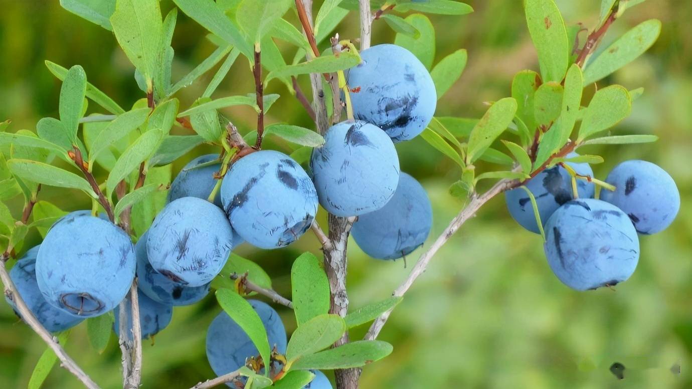 基金项目笃斯越橘播种育苗试验