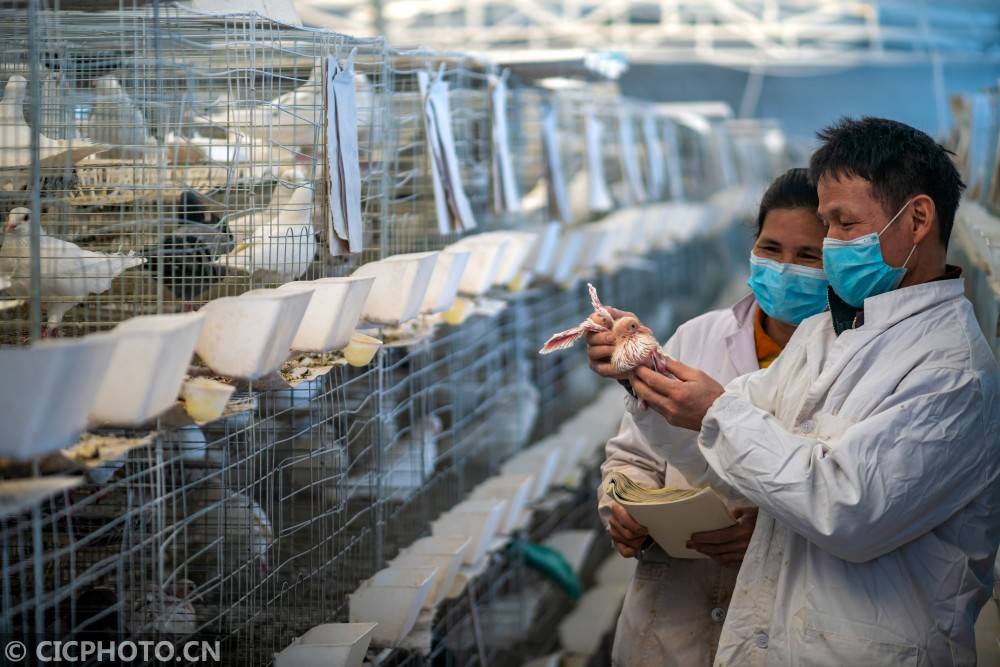 阿克苏人口2021_阿克苏苹果图片