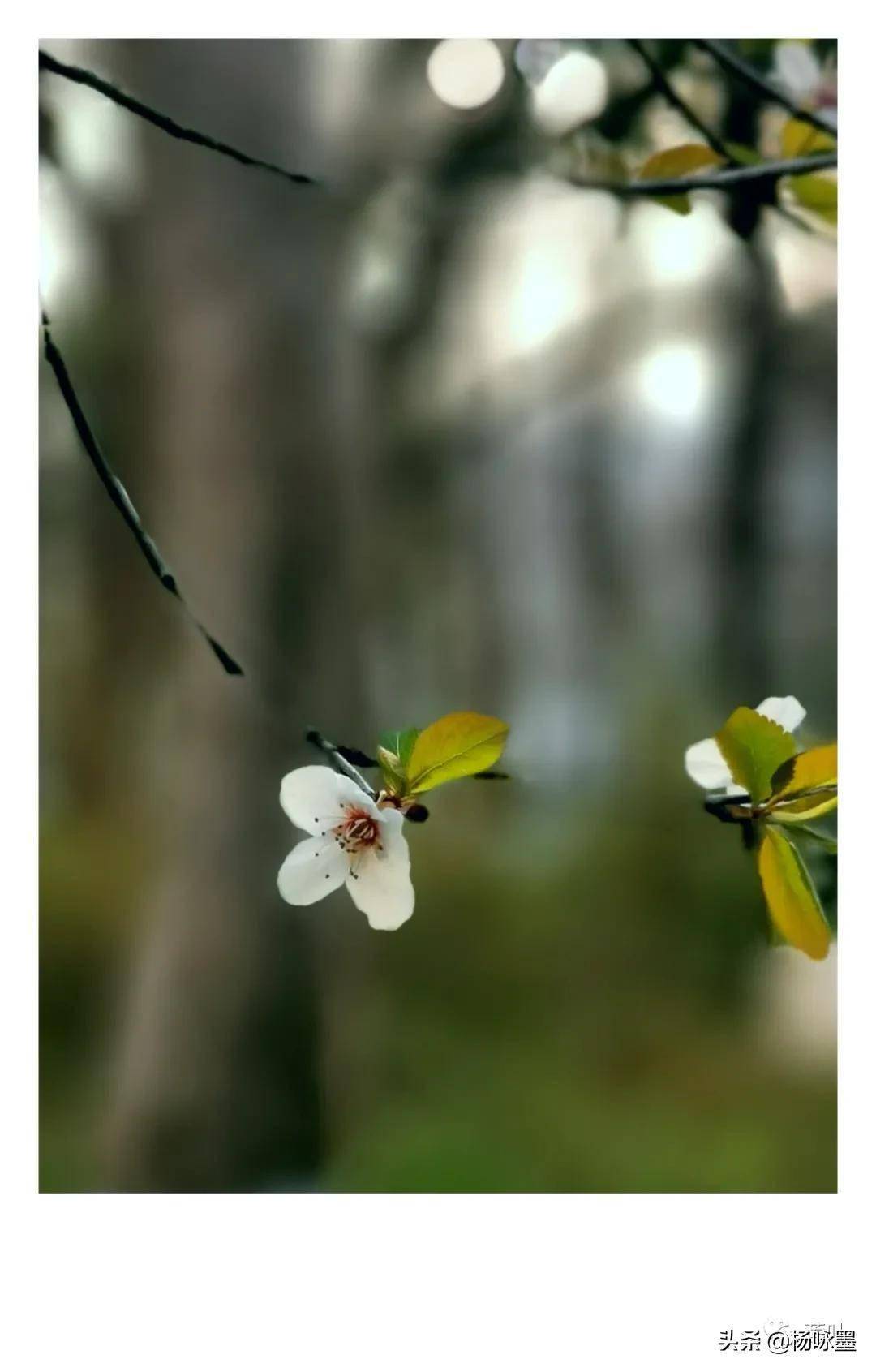 春寒料峭。元夕节_妈妈