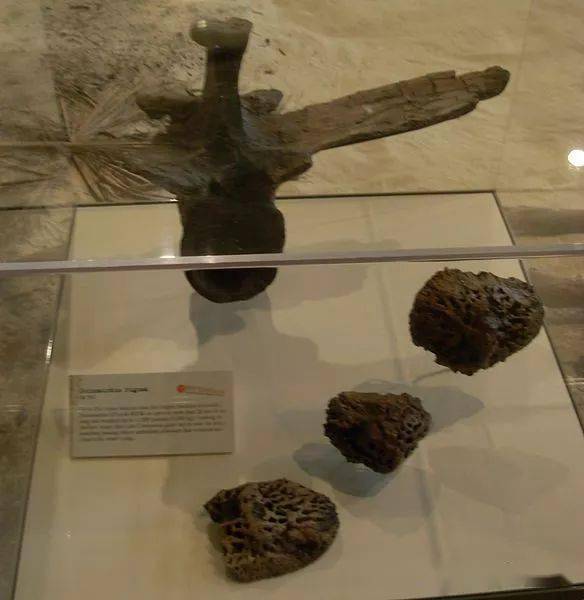 史上最大型的鳄鱼之一恐鳄