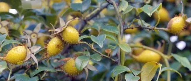 农村山上这种野果成熟了,用来泡酒最靓,若你家乡有,遇到请珍惜_樱子