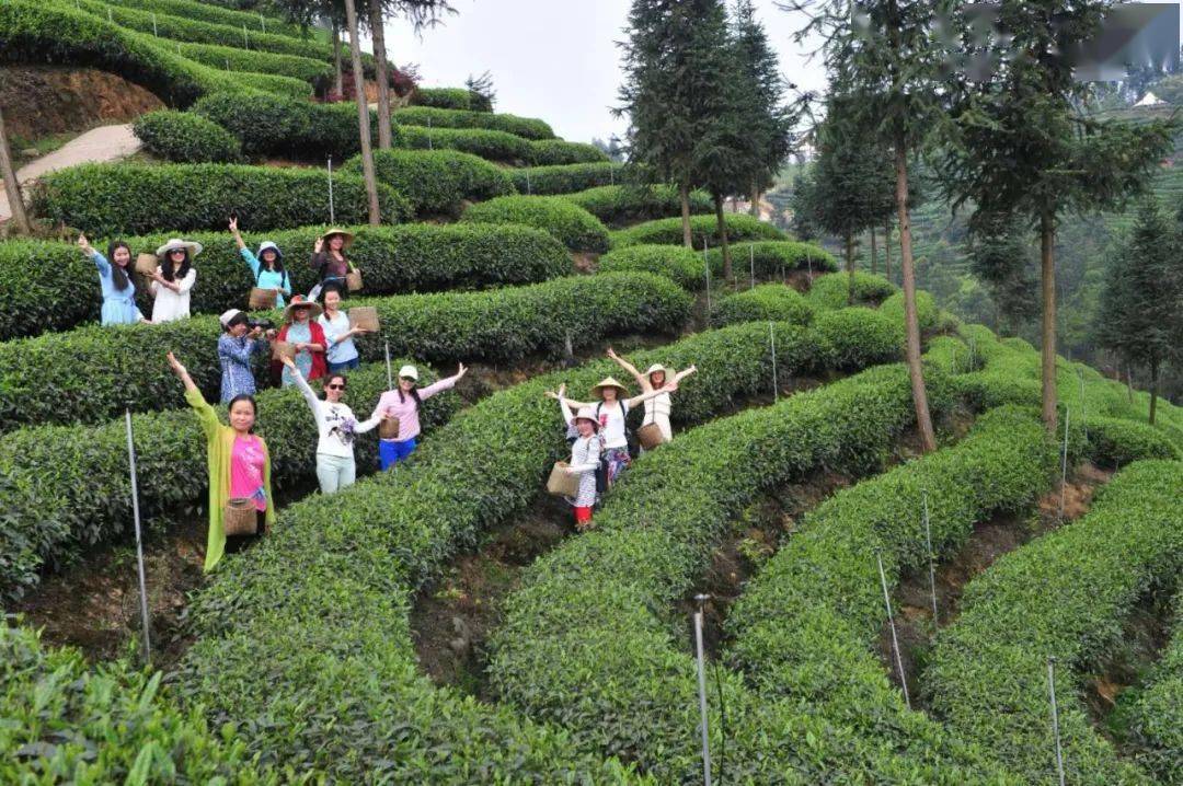 青青茶园采茶忙~牛碾坪观光采茶1日游