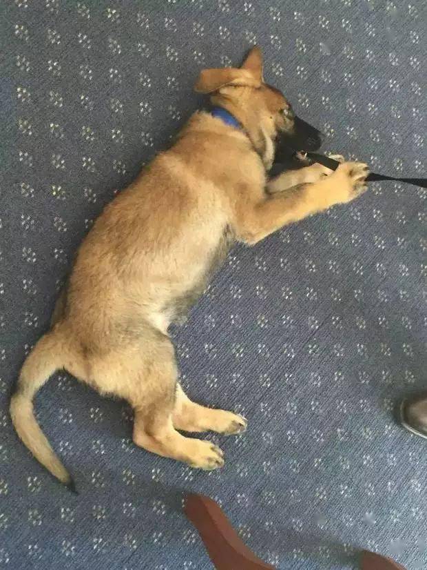 小警犬慘遭開除，竟是因為……好氣哦！！ 萌趣萌寵 第11张