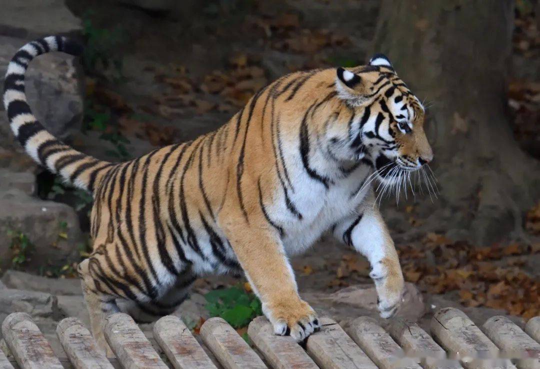 千人游扬州穿越茱萸湾打卡东关街纯玩一日游