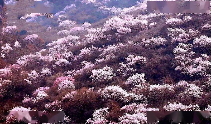 陕州 山桃花盛开烂漫十里山谷 游客