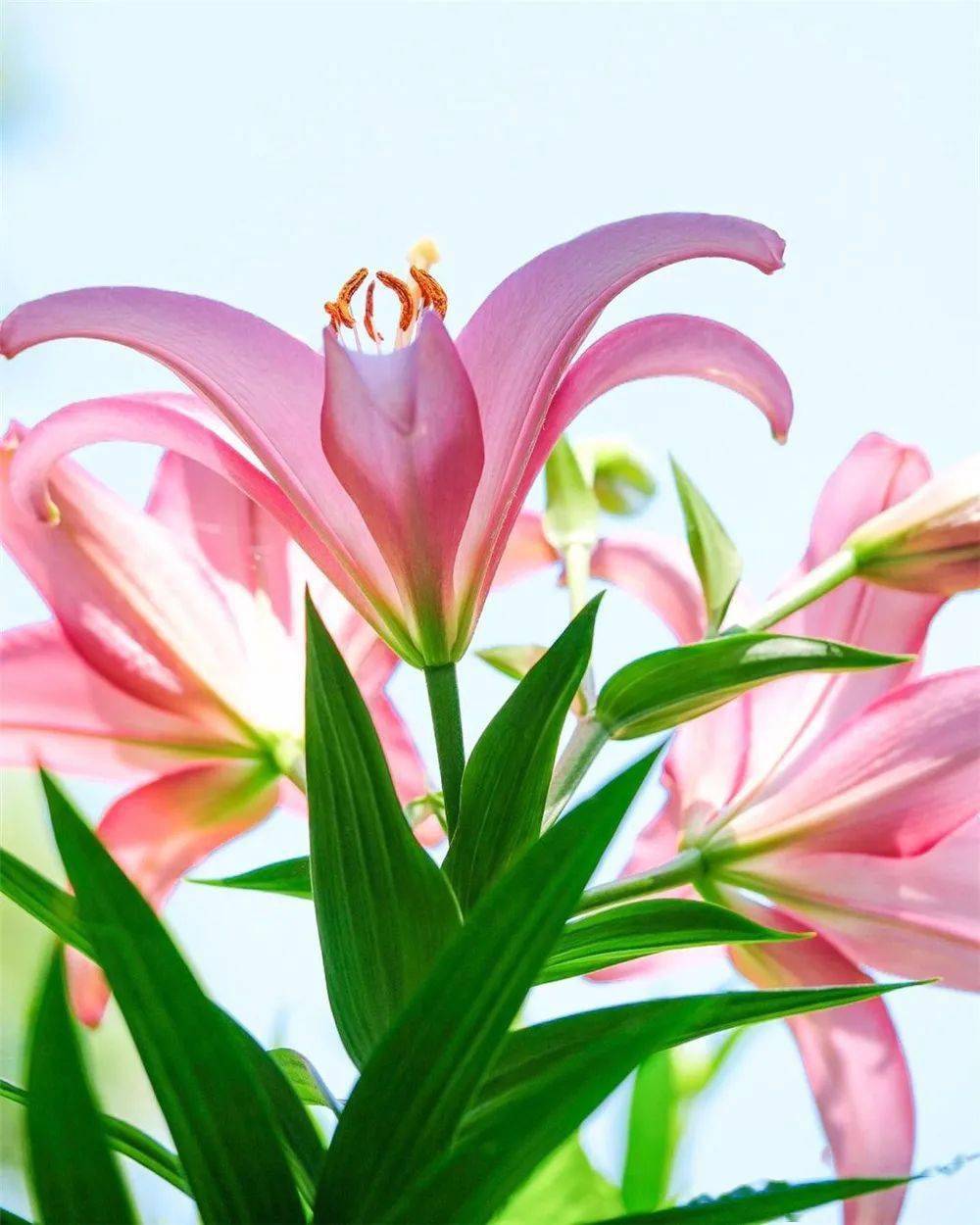 美满团圆幸福百合