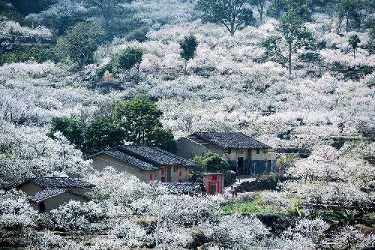 春游川渝 | 700亩李花正“旺”，来看一场“春雪”