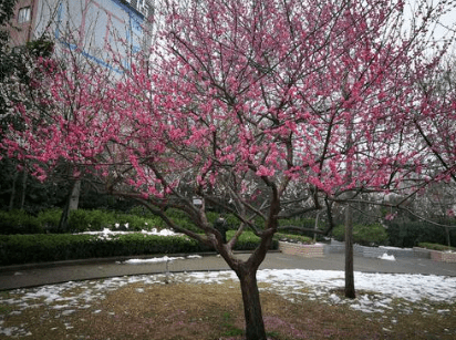 各路“花仙子”来赶趟 郑州公园廊道开启赏花模式