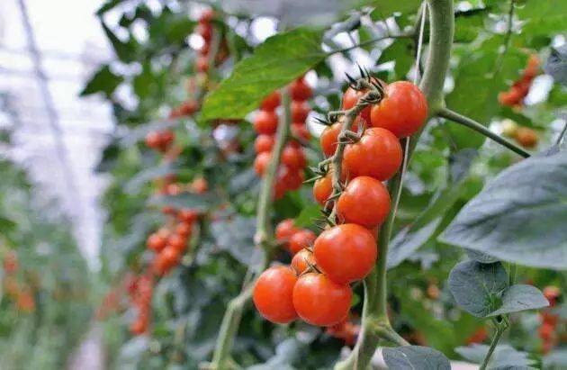 瓜果| 春季大棚圣女果管理的4个步骤,看一遍就记住了,赶紧收藏吧!