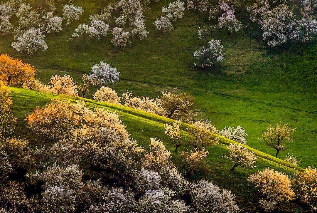 最美人间四月天新疆伊犁杏花沟赛湖蓝冰9日摄影采风活动开始招募