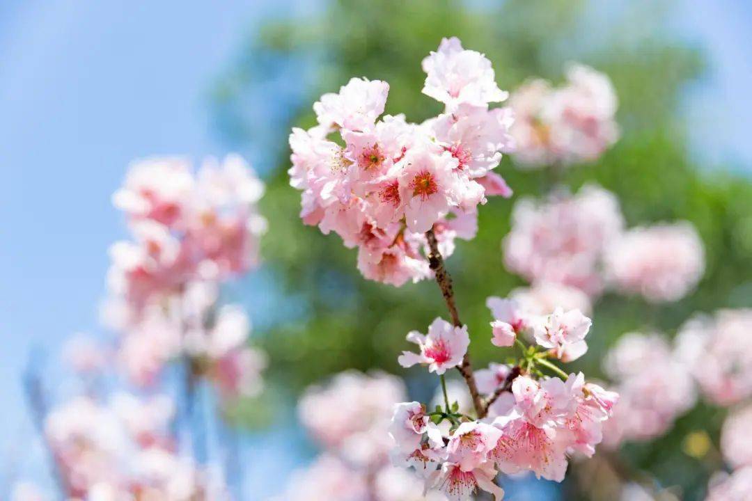 樱花季来了！深圳原来有那么多唯美赏樱地！别错过了！