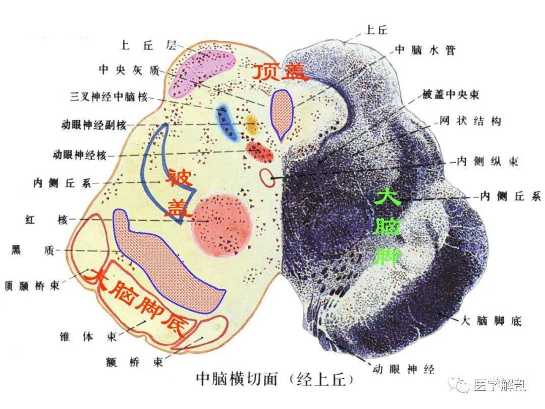 脑干内部超详细功能解剖图
