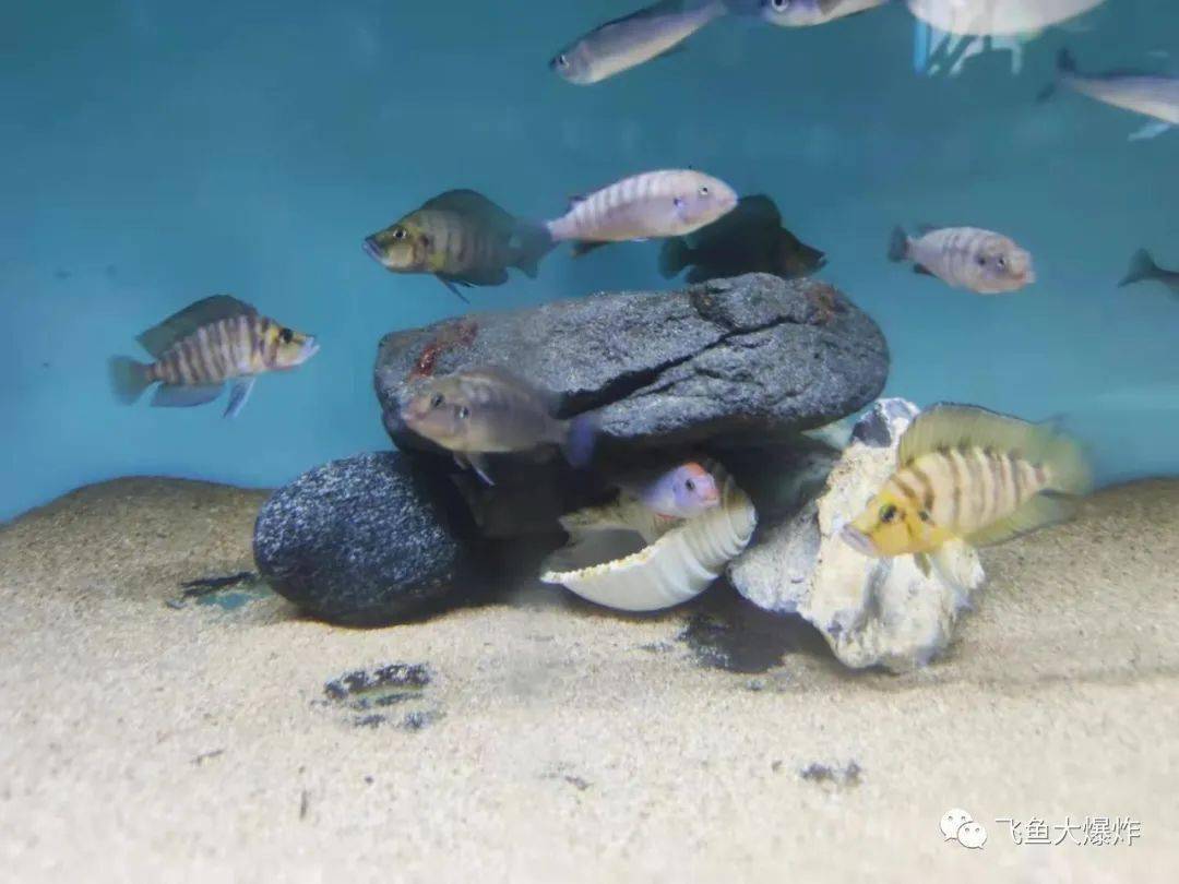 鱼多久繁殖 b8ff85c7e96e4315b2588fb9ba14fd91.jpeg
