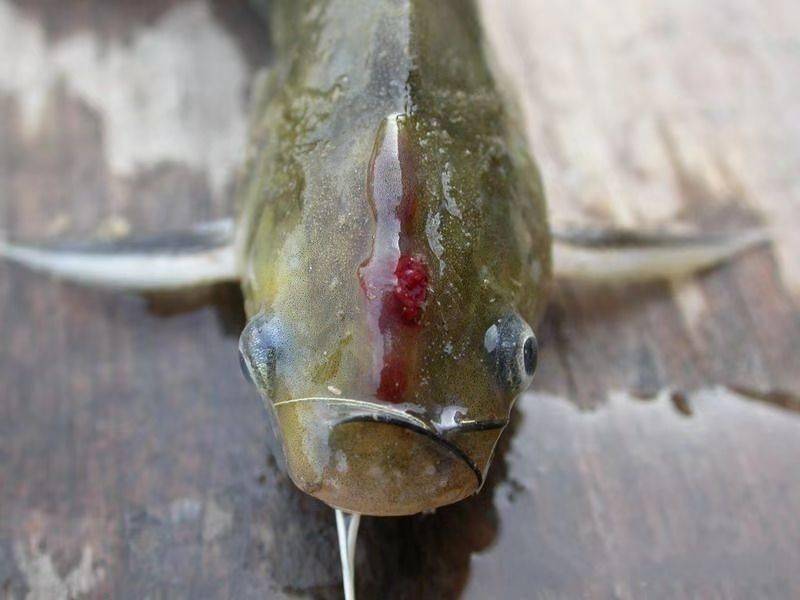 黄颡鱼"裂头病",准确诊断是基础,针对治疗减损失,未病先防是关键!