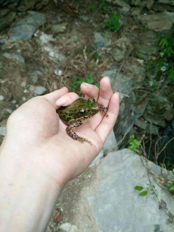 偶遇花臭蛙,跟它合个影,中国特有物种哦~家里傲娇喵一只,本来是流浪猫