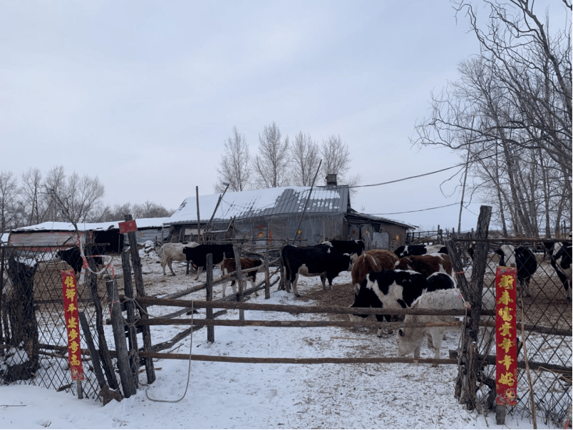 起底黑龙江枪杀7人嫌犯:绰号魏老三,会打猎,曾被指毒死牛_魏晓军