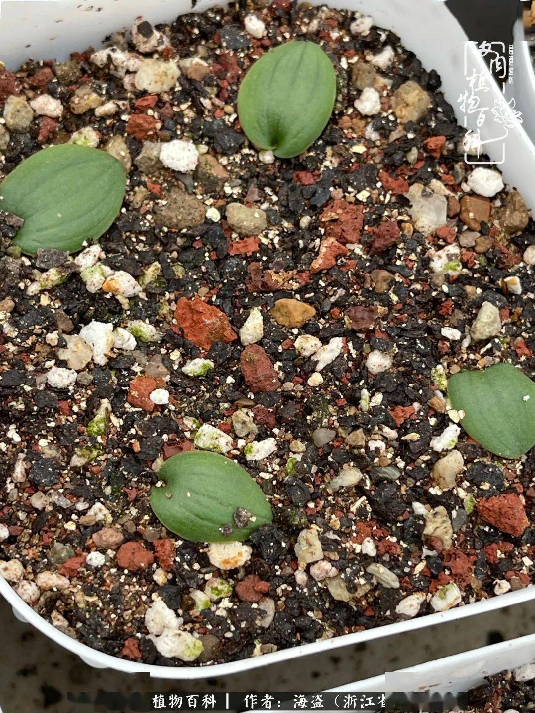 科普镜花水月鳞茎类镜属多肉的养护攻略