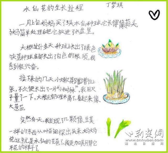 观察水仙花的生长过程通讯员供图三(3)班刘良宇将数学知识融入新年
