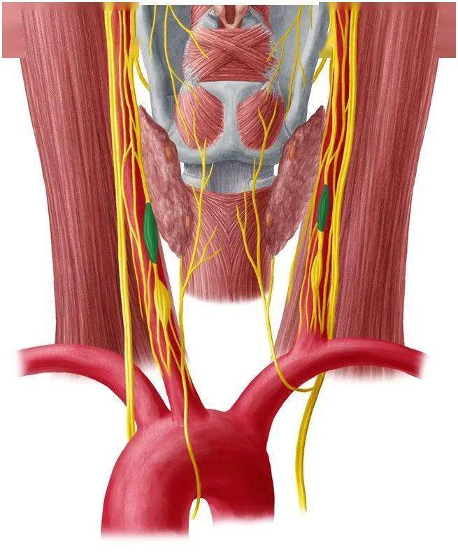 交感神经颈部解剖简介