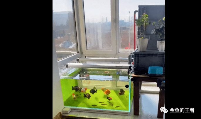 90地毯缸刮老苔出新苔,达人只用了3天!_鱼缸