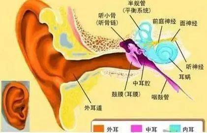 掏耳朵听力下降怎么办