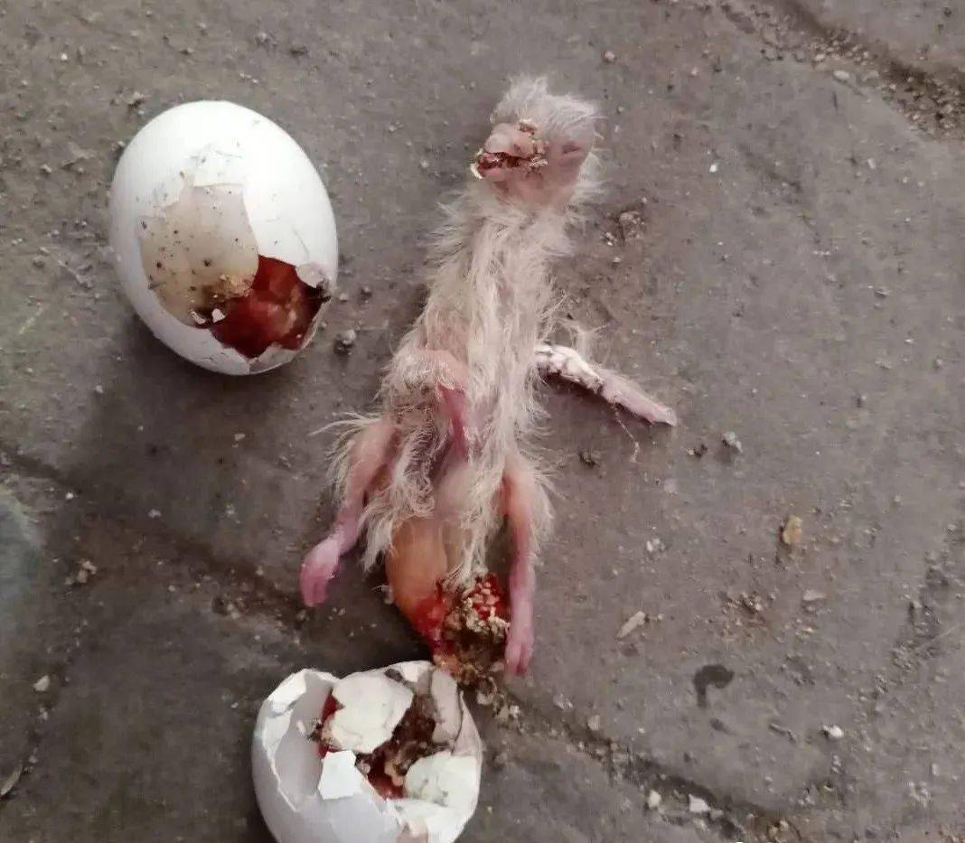 鸽子15天死胚蛋图片图片