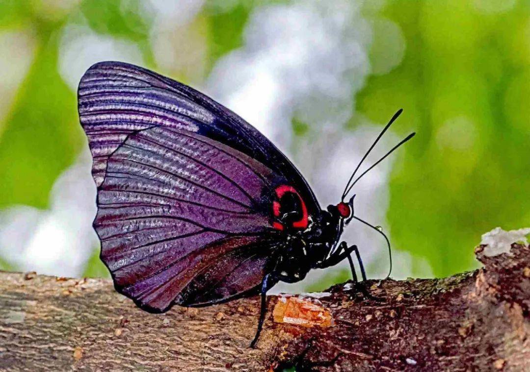 会飞的花朵中国珍稀蝴蝶