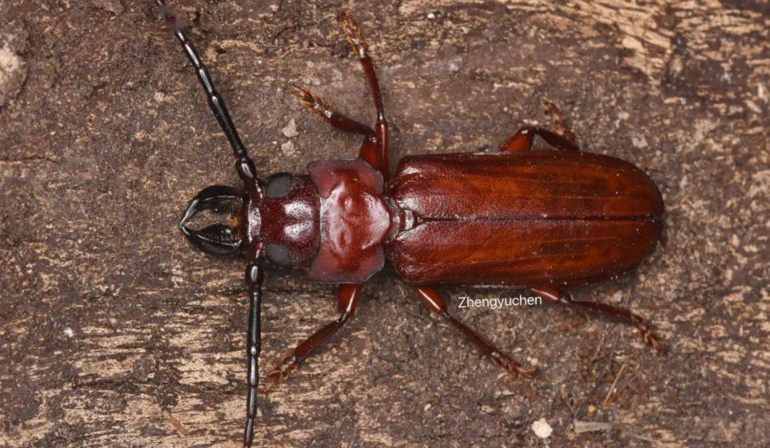 虫谱大观锯天牛