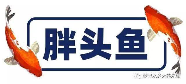 胖头鱼,学名花鲢,精华都在鱼头,单买鱼头还比梗鱼贵.