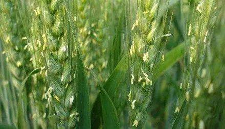 冷知识10则 世界上寿命最短命的花是什么花 麦花