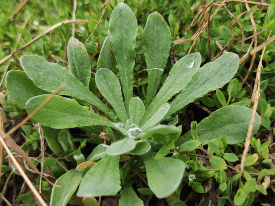 春食野菜正当时,农村6种常见的"野菜",很多城里人都爱吃_蒿子