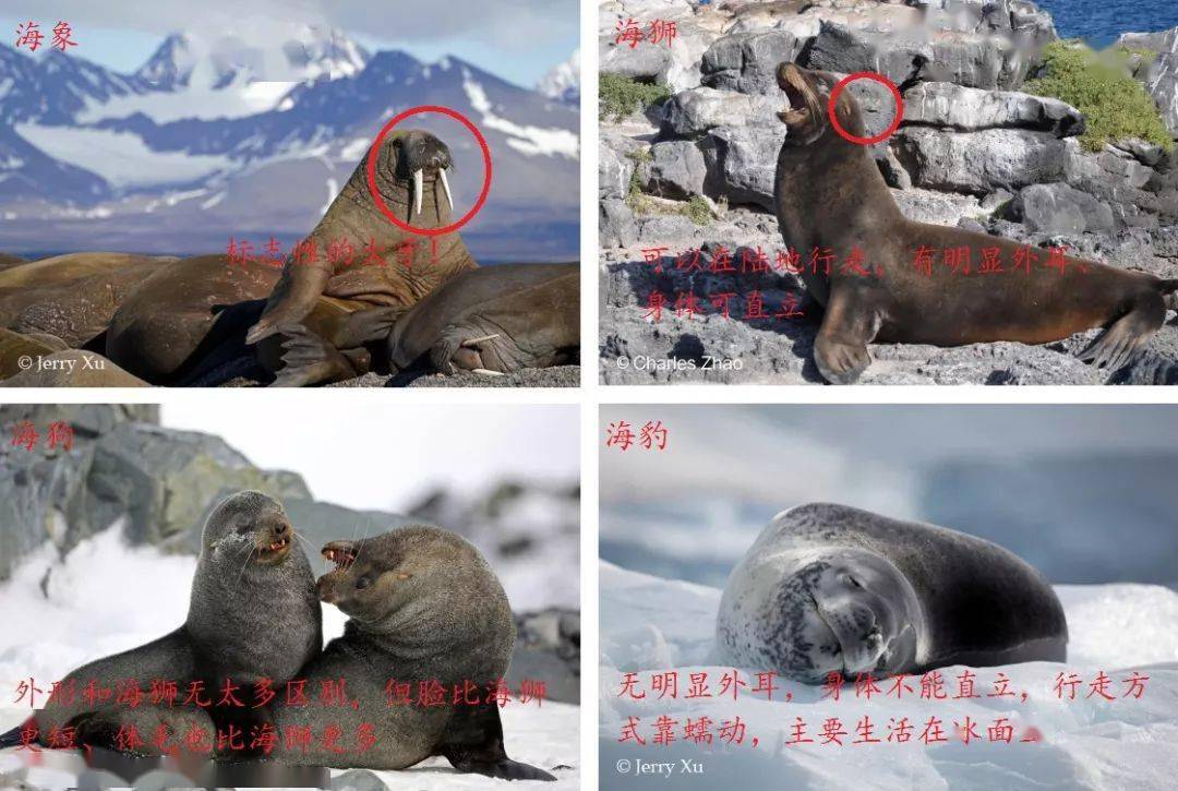 生物多样性别让海豹变成海报