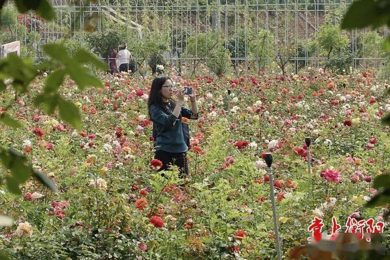 近日,衡陽縣西渡鎮梅花村人氣爆棚,前來賞花的遊客絡繹不絕,梅花