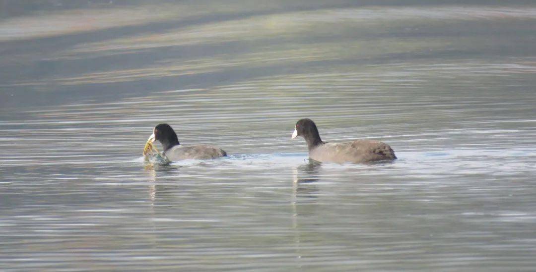 灵动西湖水鸟专辑白骨顶的西湖越冬生活