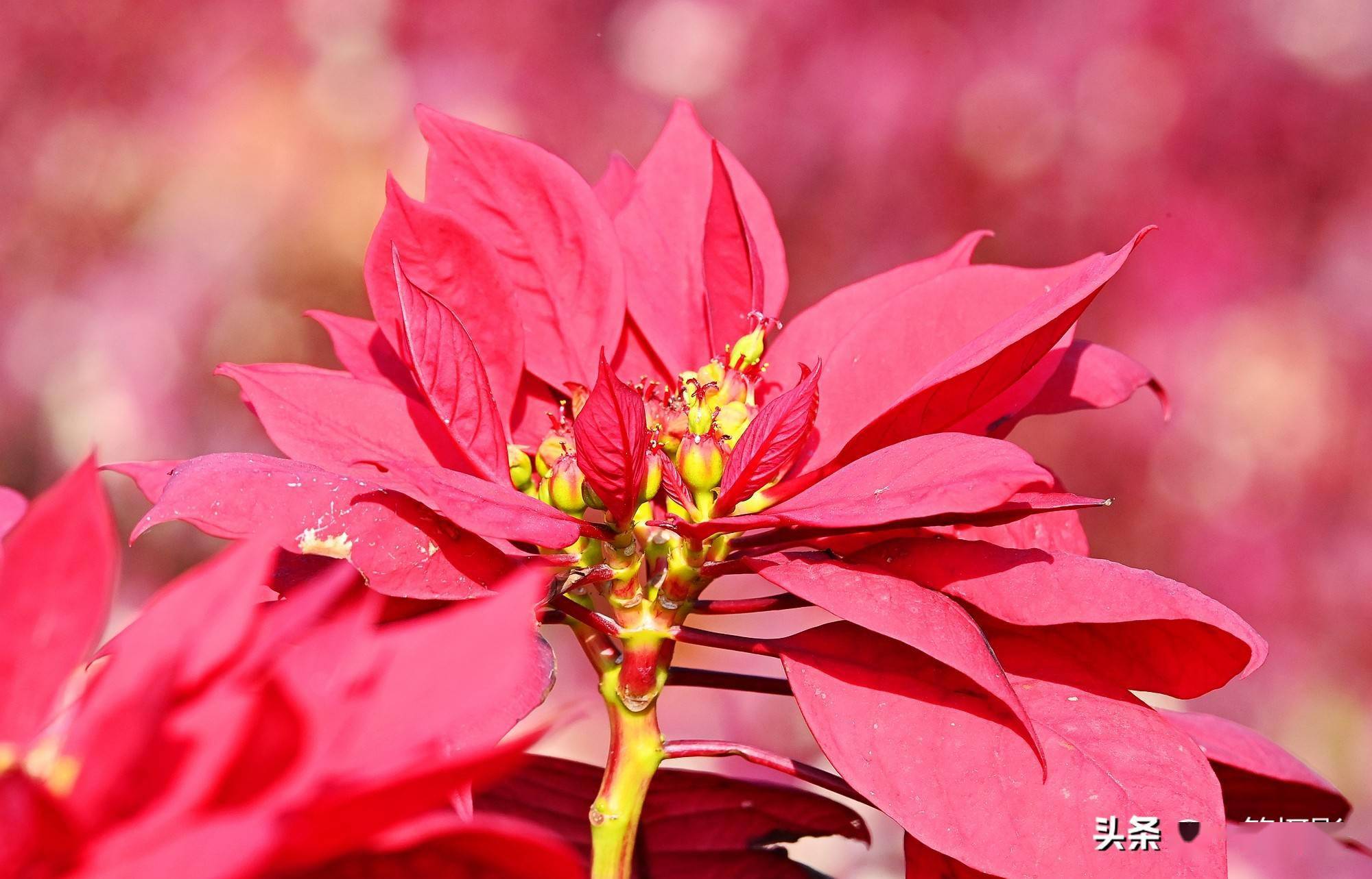 大戟属植物一品红又名圣诞花